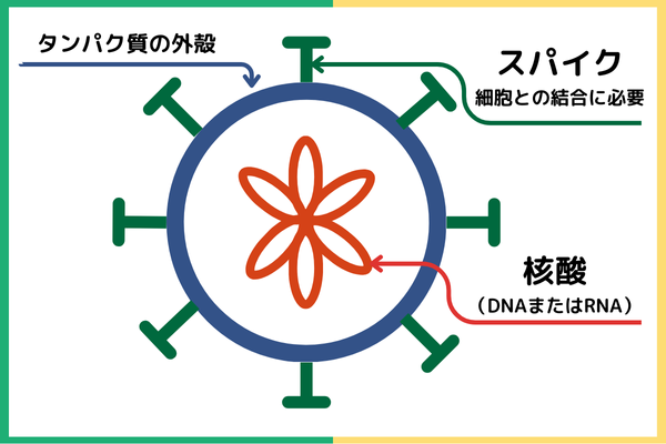 ウイルス